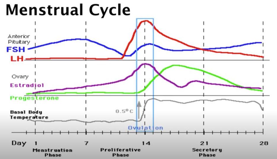 Working with Female Athletes: A Holistic Guide to Performance and Injury Prevention